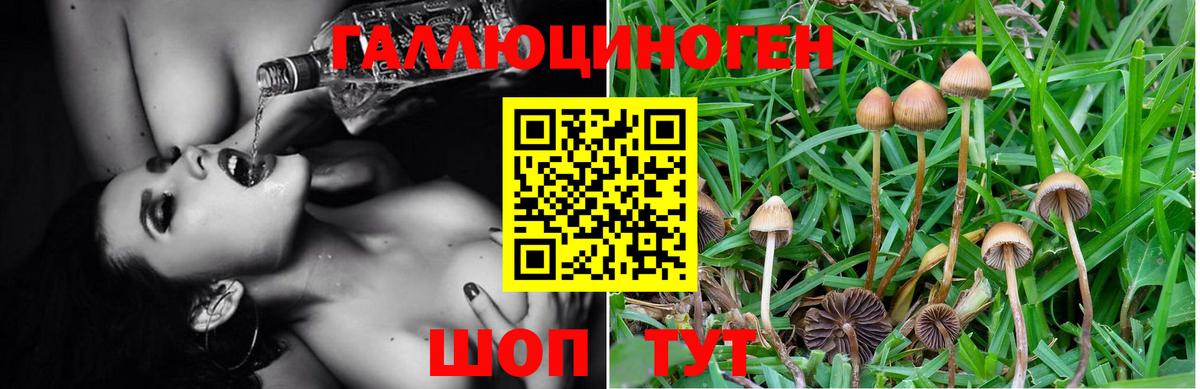 Кимры  Галлюциногенные грибы Magic Shrooms  Вход с VPN  Галлюциногенные грибы Psilocybine cubensis 